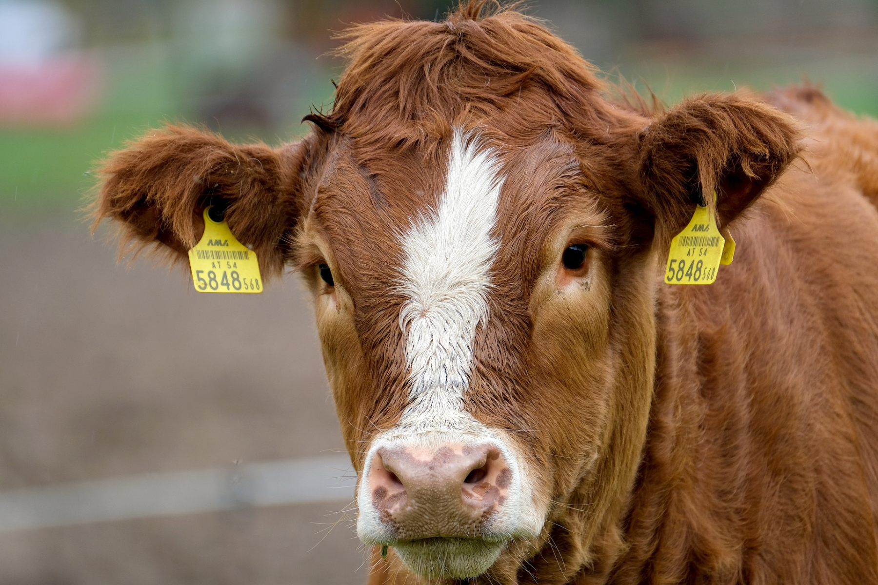 Imagen de una vaca en un campo agrícola