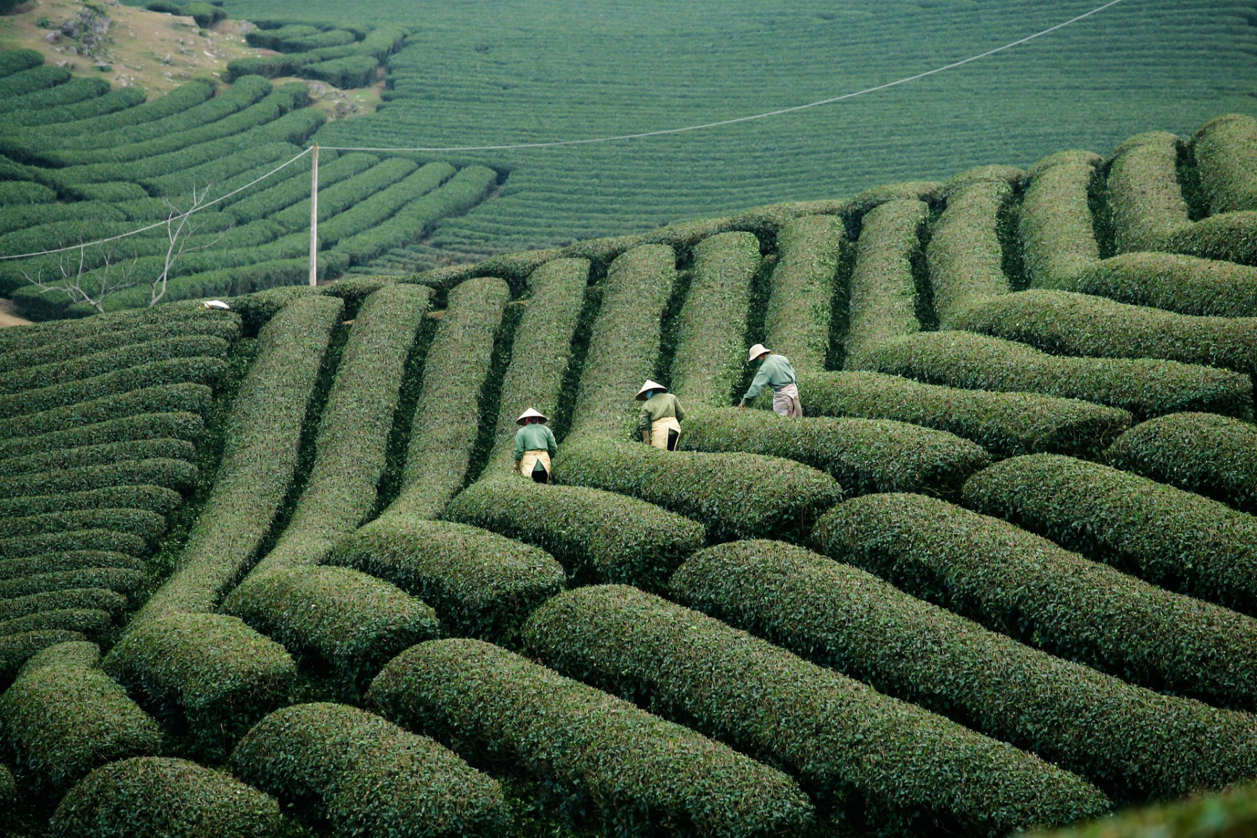 Tres jornaleros trabajando en el campo, representando el esfuerzo rural y el desarrollo sostenible.