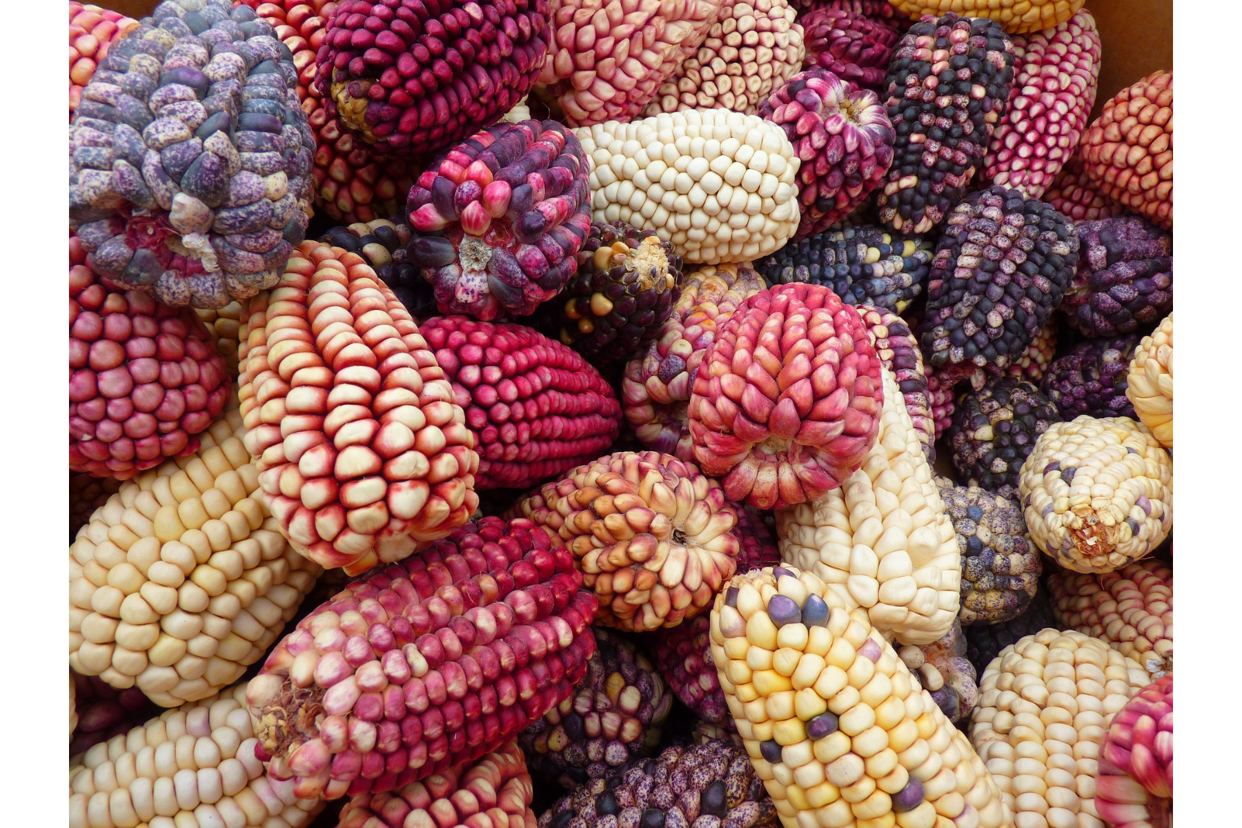 Primer plano de elotes de maíz en tonos dorados y verdes, representando la riqueza de variedades agrícolas en México.Novedades en Títulos de Obtentor de Variedades Vegetales en México.