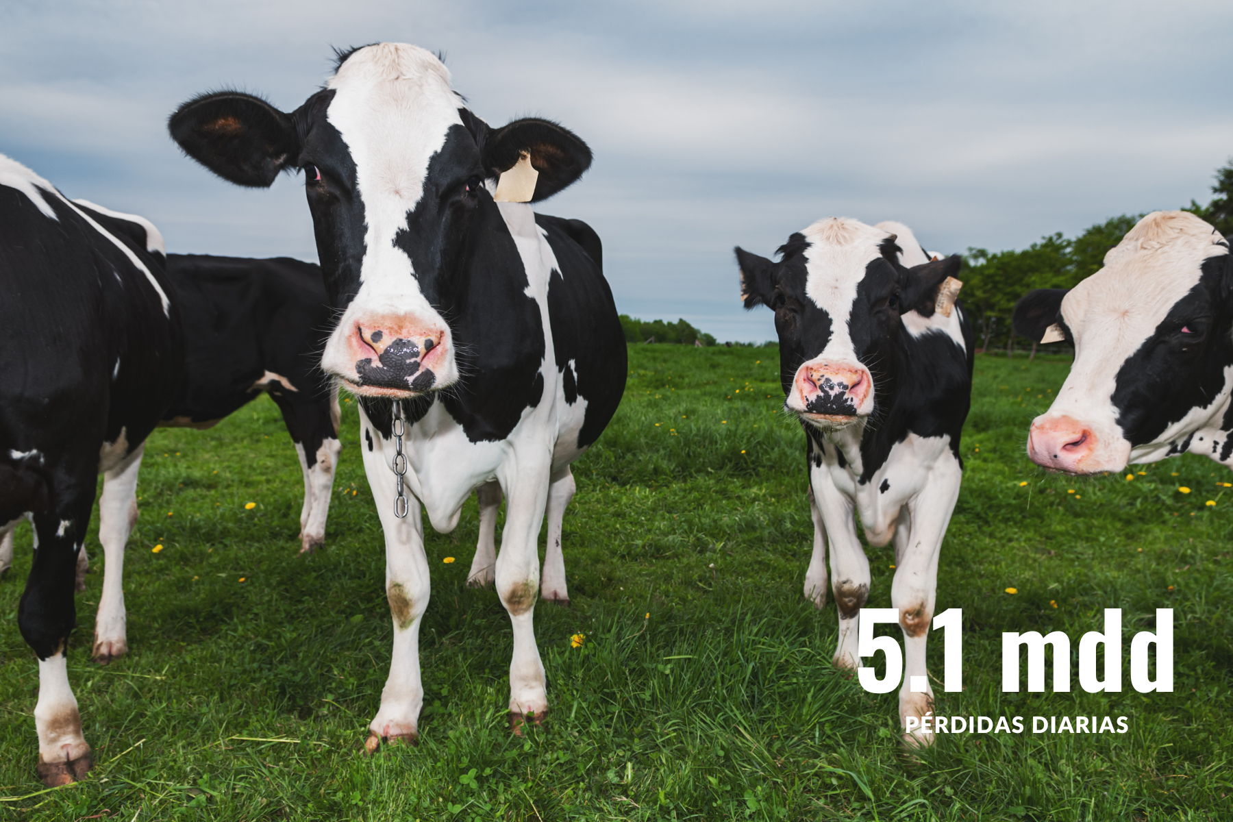 Grupo de vacas detenidas cerca de una reja fronteriza, con un letrero que indica "5.1 millones de dólares en pérdidas diarias.