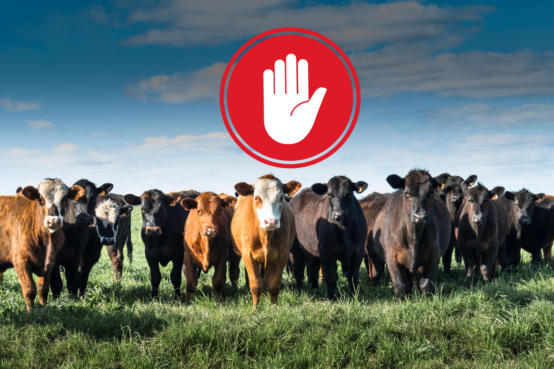Grupo de vacas en un corral mexicano con un ícono de mano en señal de prohibición, representando la suspensión de importación decretada por EE. UU. debido al brote del gusano barrenador.