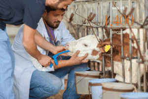 Veterinarios examinan una vaca en un corral como parte de una campaña sanitaria en el sur de México, en respuesta al brote de gusano barrenador del ganado.