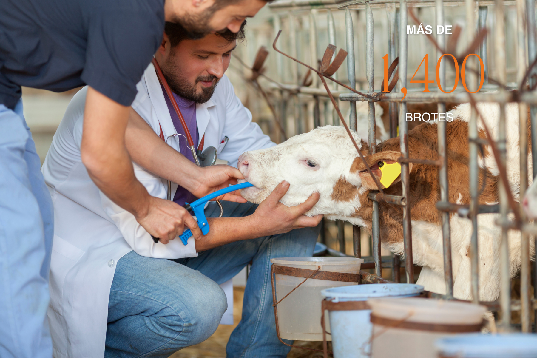 Veterinarios examinan una vaca en un corral como parte de una campaña sanitaria en el sur de México, en respuesta al brote de gusano barrenador del ganado.