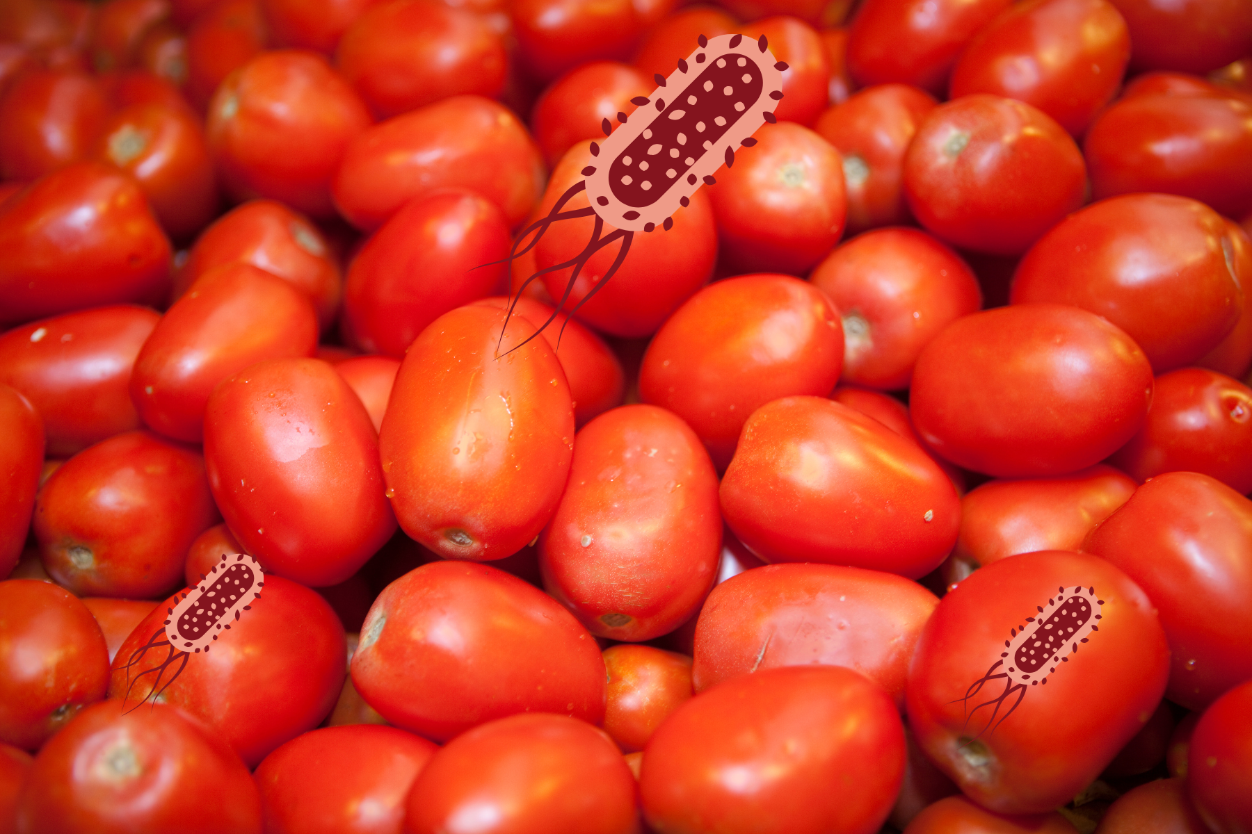jitomates posiblemente contaminados con salmonela, retirados del mercado en EE. UU.
