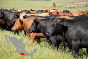 Varias vacas de diferentes colores pastando en un potrero, junto a un gráfico del estado de Guerrero, representando las acciones de vigilancia zoosanitaria y sanidad agroalimentaria en la entidad.