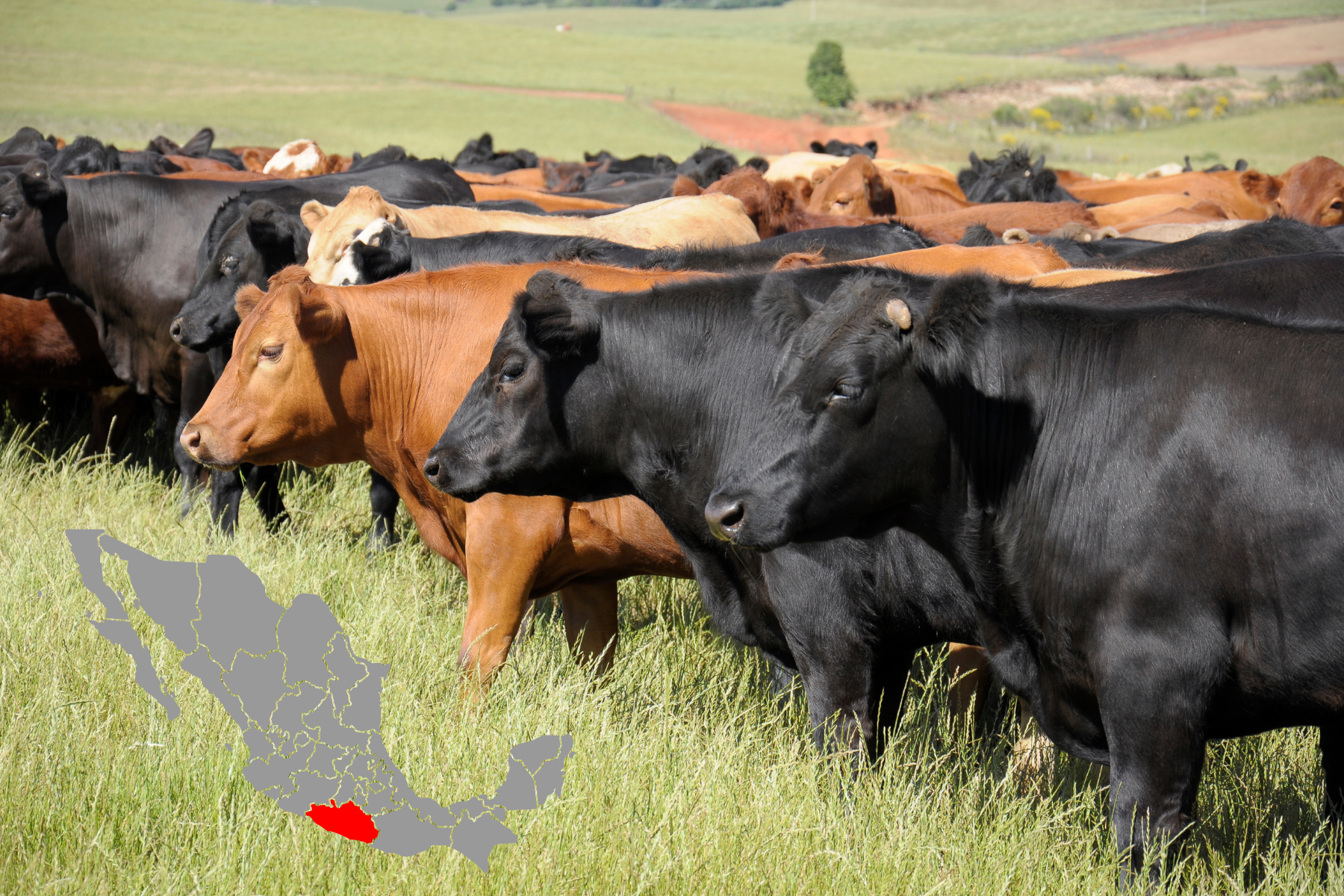 Varias vacas de diferentes colores pastando en un potrero, junto a un gráfico del estado de Guerrero, representando las acciones de vigilancia zoosanitaria y sanidad agroalimentaria en la entidad.