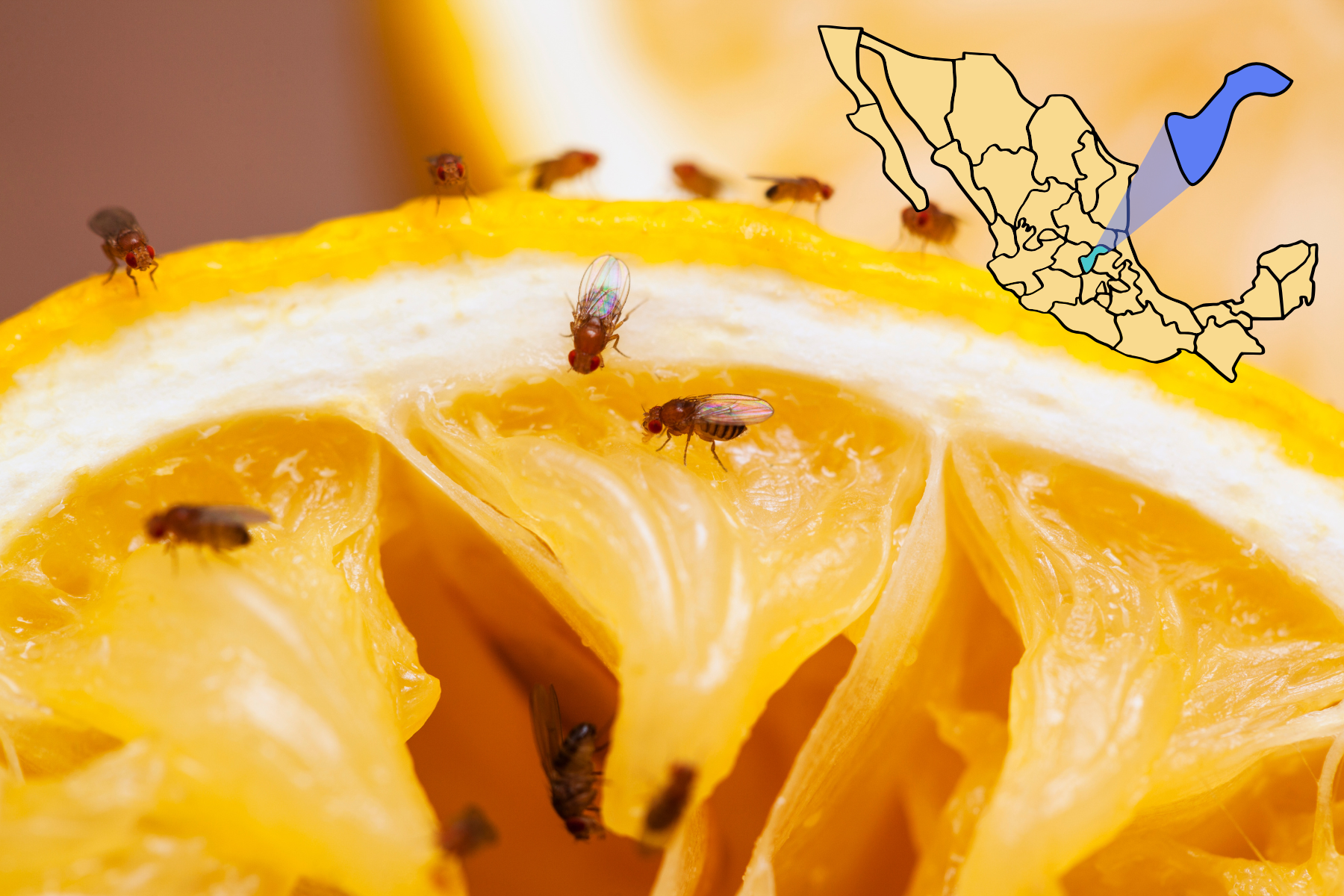 Una naranja infestada por moscas, acompañada de un gráfico del estado de Querétaro, simbolizando las acciones de vigilancia fitosanitaria y control de plagas en la entidad.